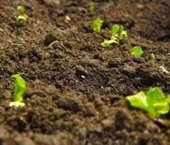 Soil: The source of plant life