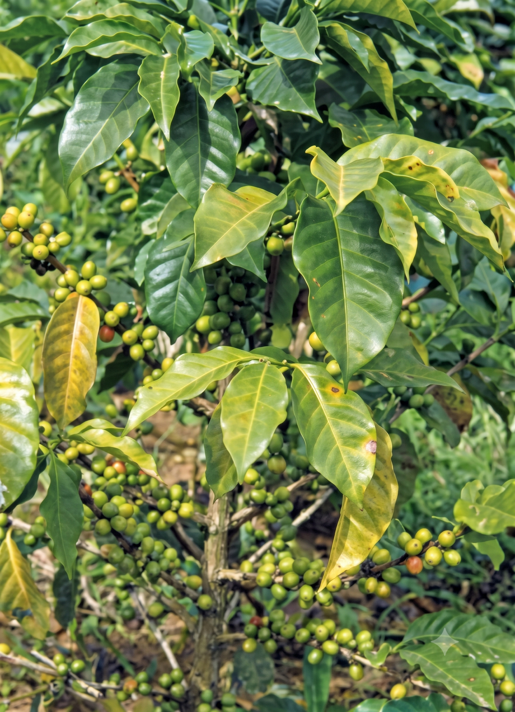 Coffee Nitrogen