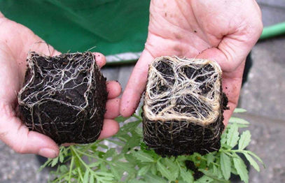 Showing how roots are mixed well with the soil