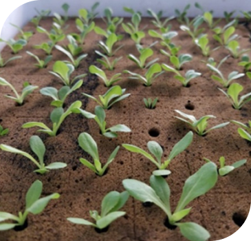 Close view of multiple hydrophonics plantation on the soil