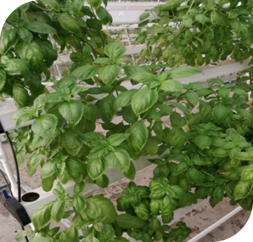 Clusters of Hydrophonics plants growth on metal stand