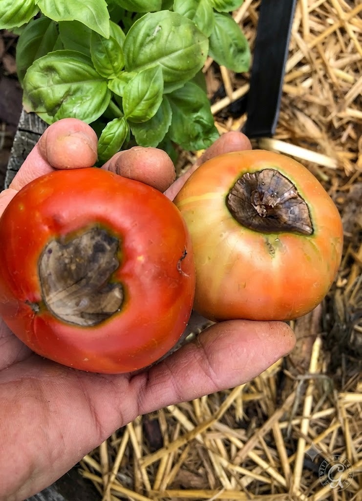 Cashew nut Copper deficiency