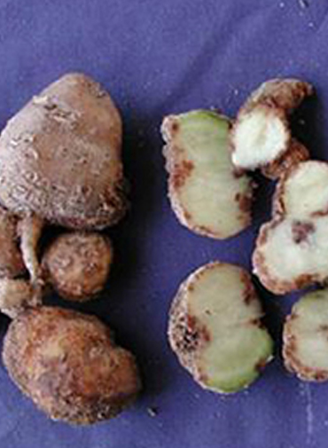 Showing deficiency in potato