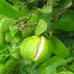 Showing Citrus fruit with Deficiency