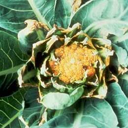 Showing Cauliflower with Deficiency