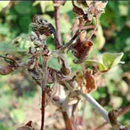 Showing deficiency in Cotton