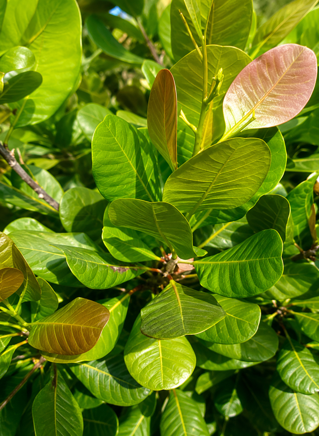 cashew sulphur