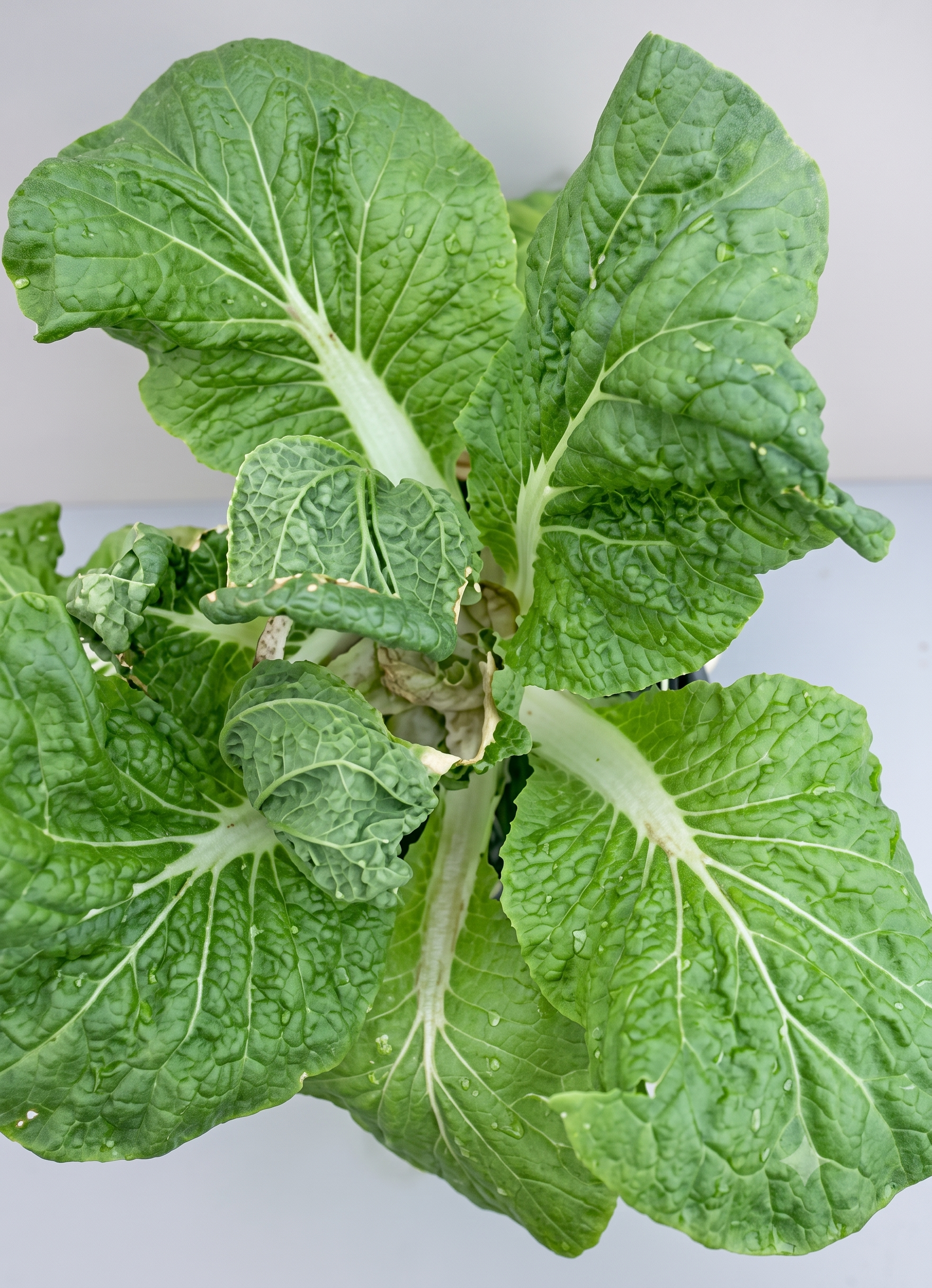cauliflower copper