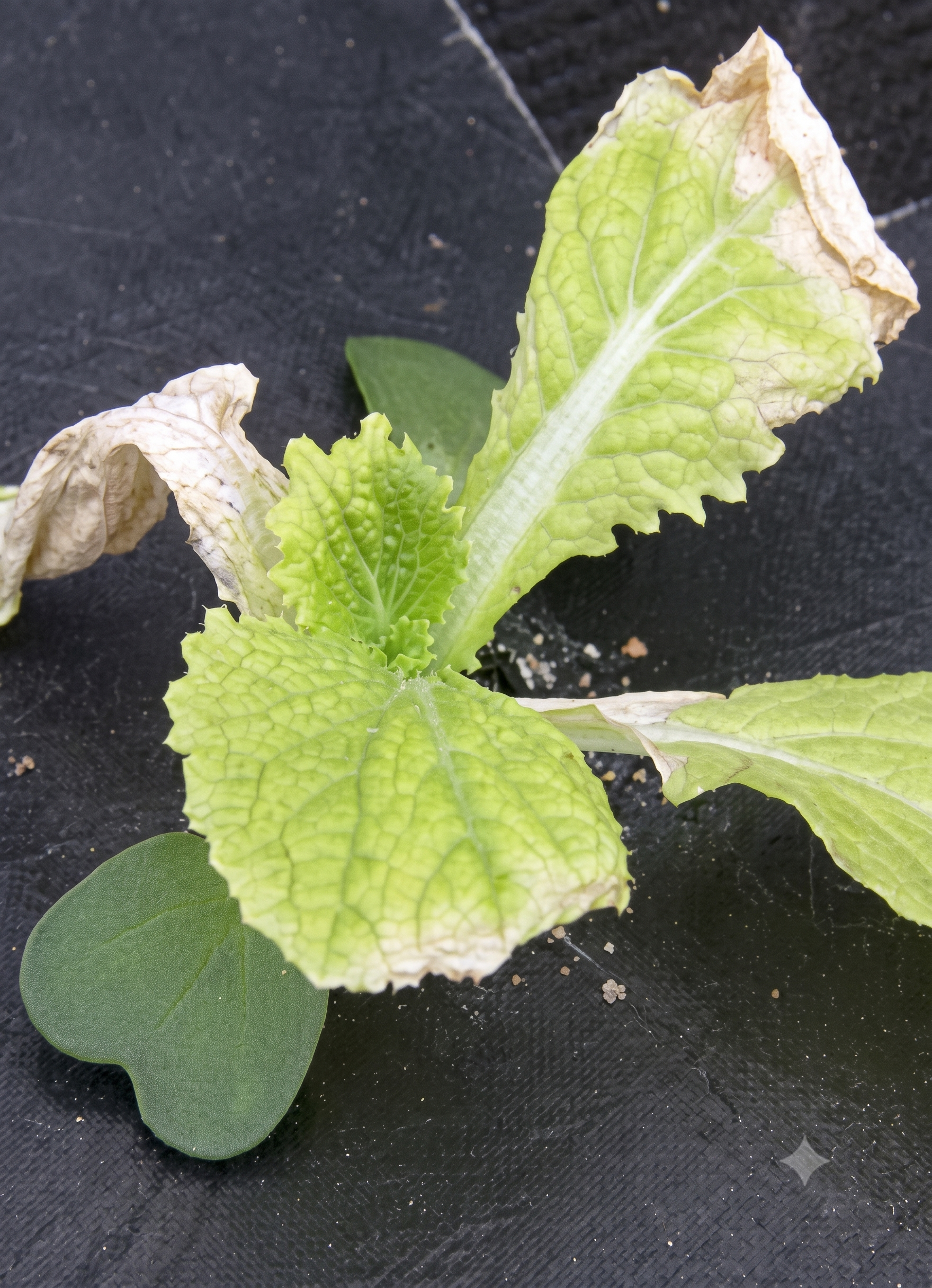 cauliflower iron