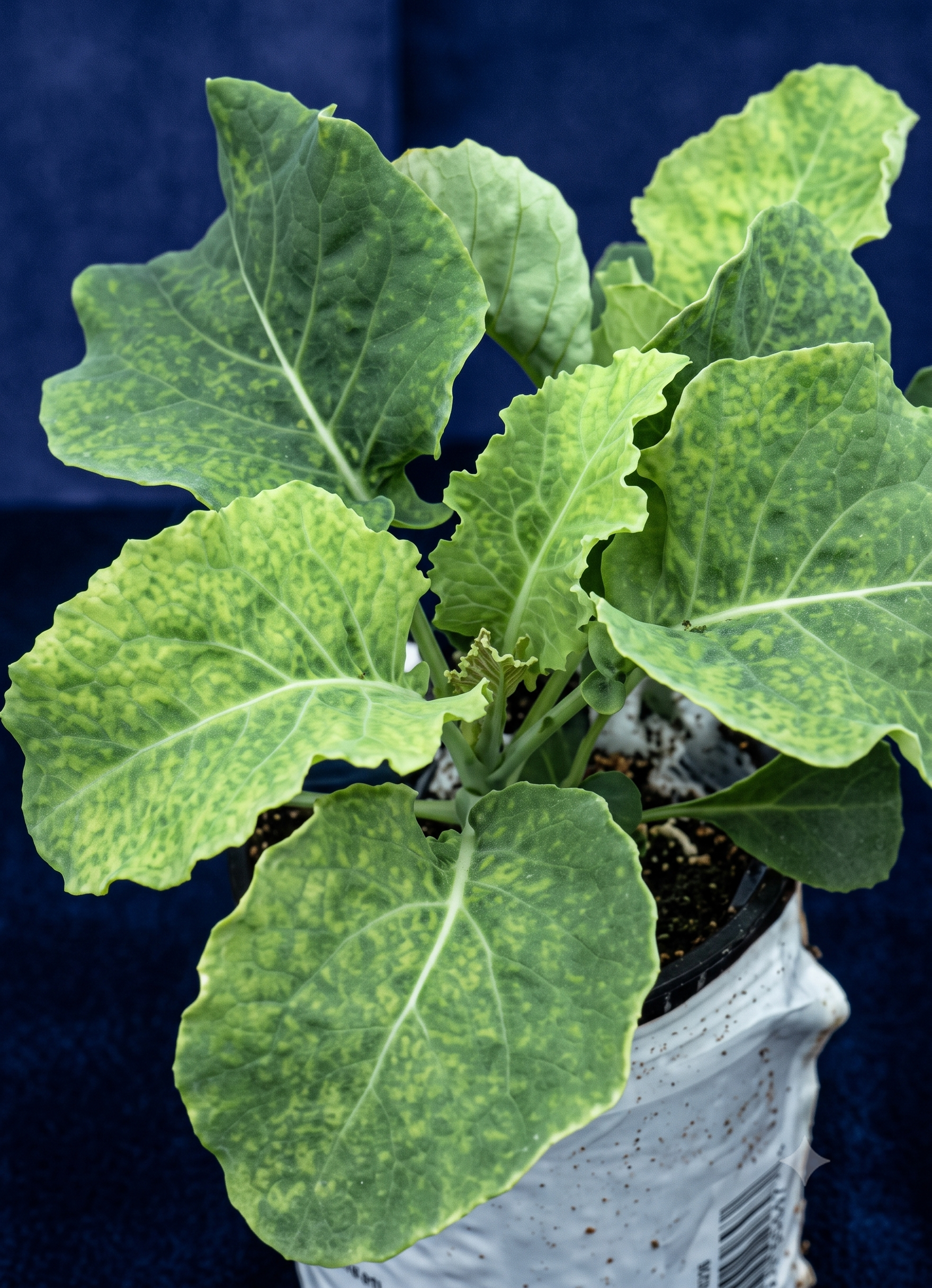 cauliflower manganese