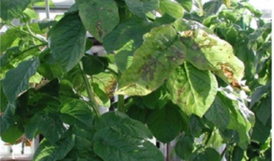cauliflower molybdenum