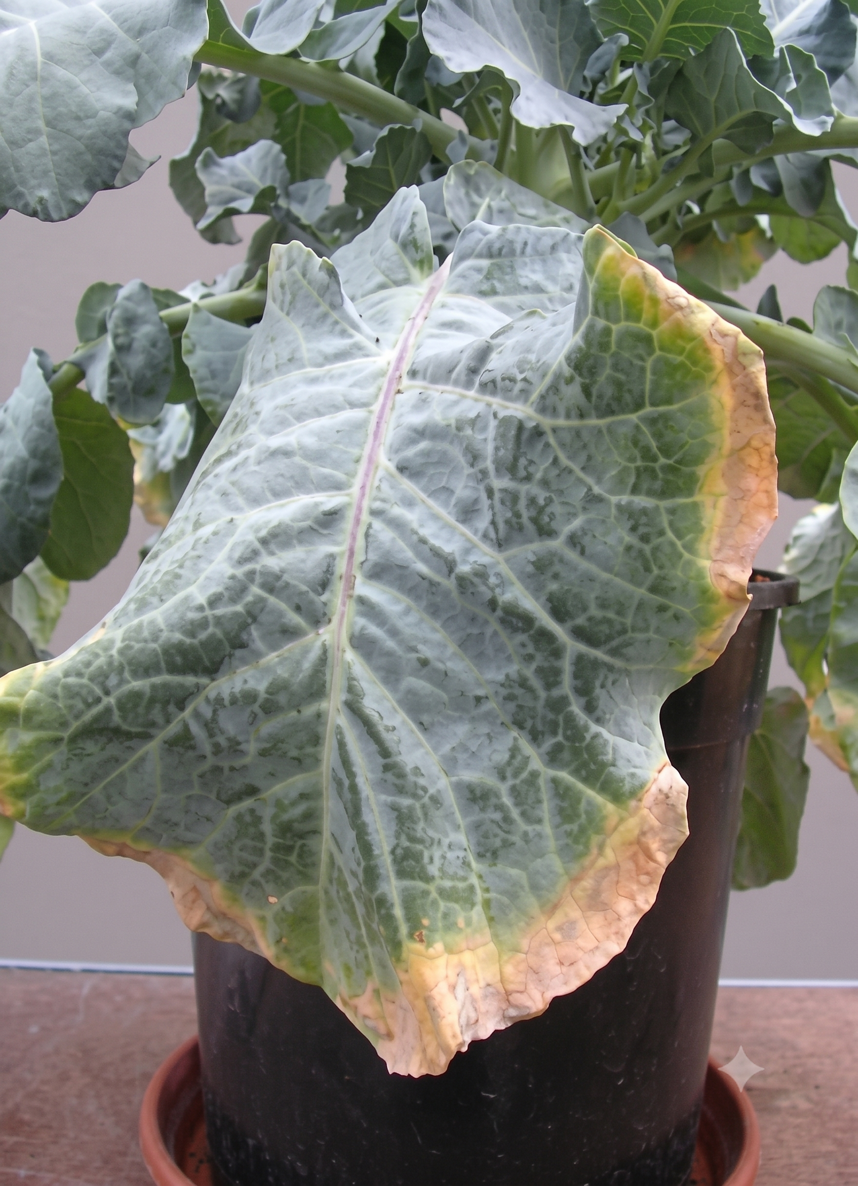 cauliflower pottasium