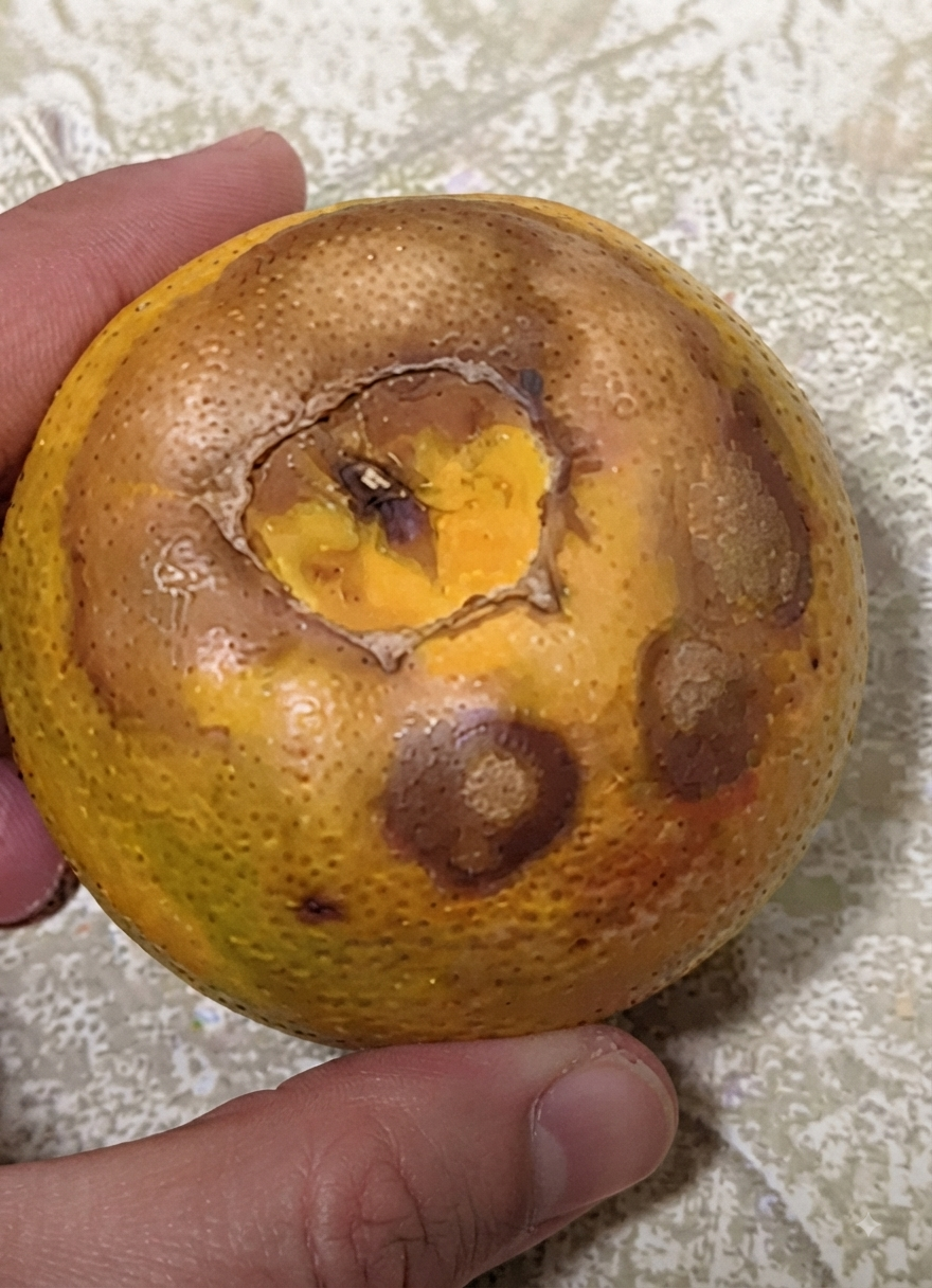 citrus calium