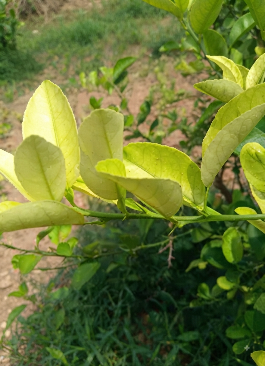 citrus iron
