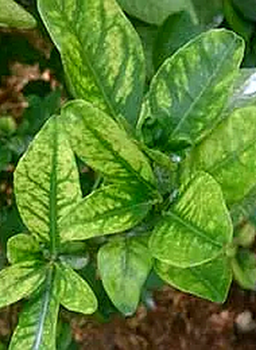 citrus magnesiu,m