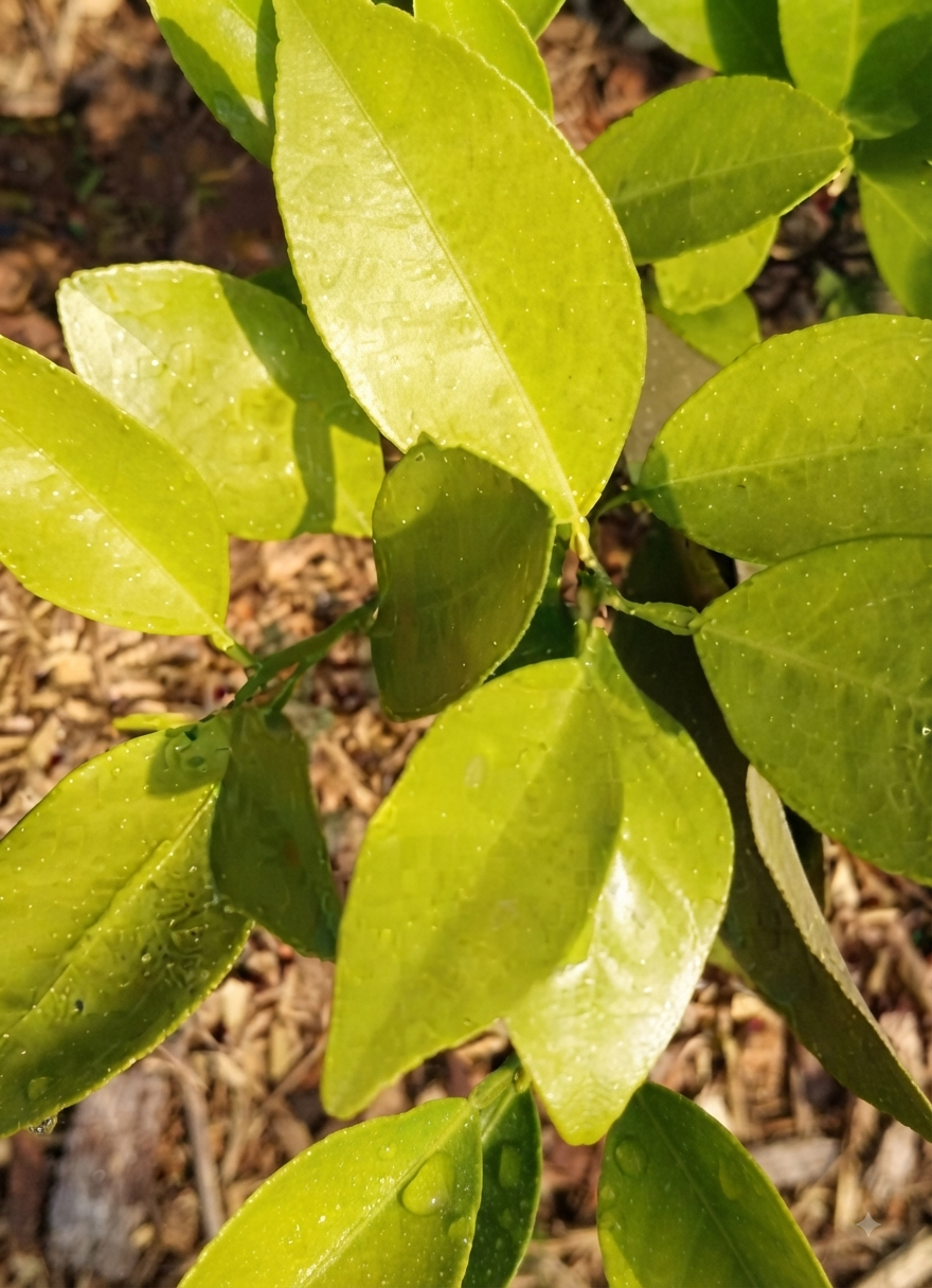 citrus nitrogen
