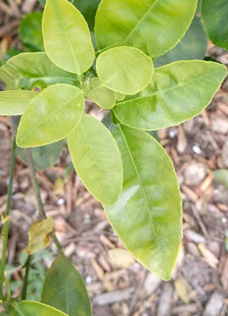 citrus sulphur