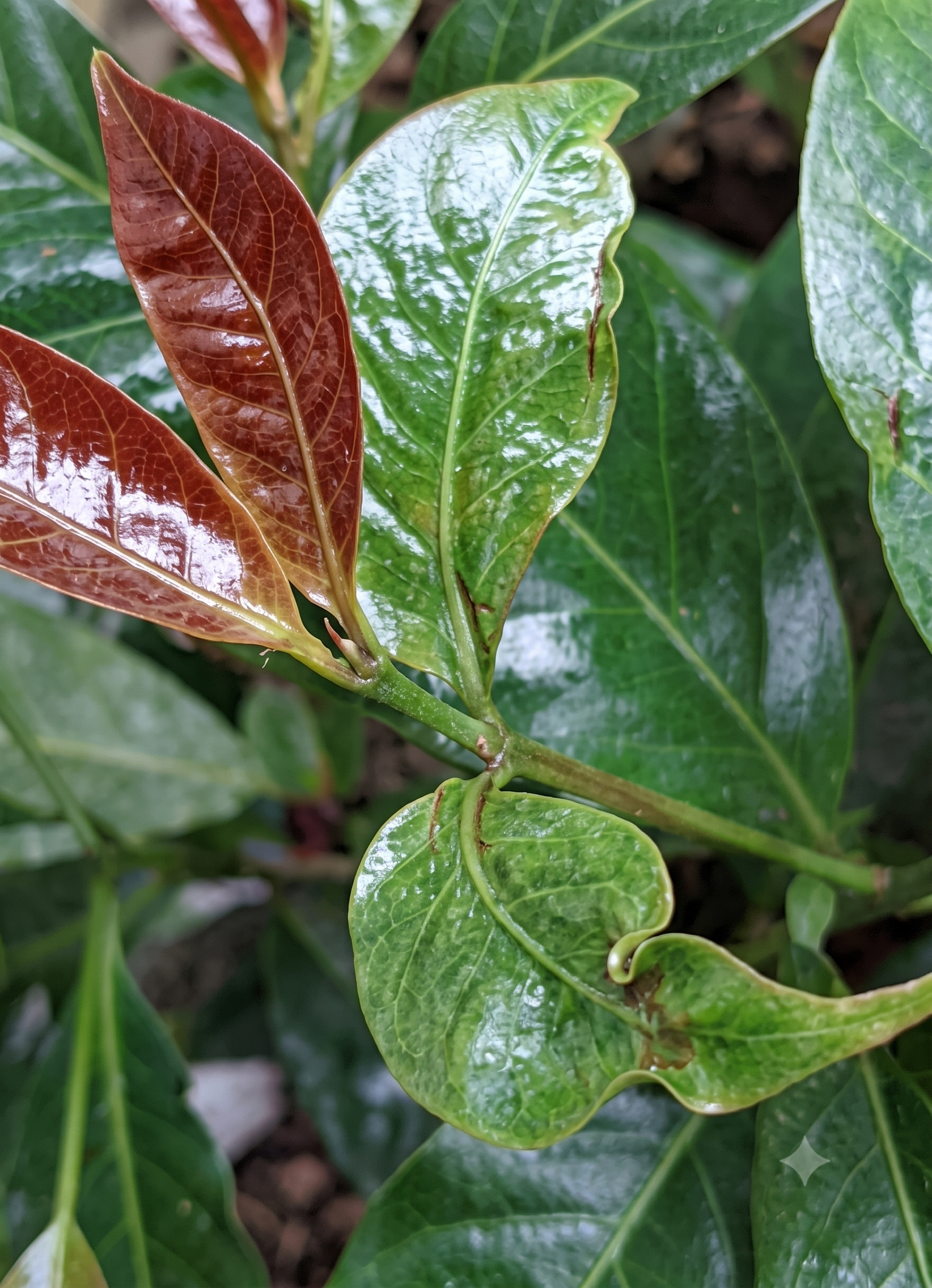 coffee copper