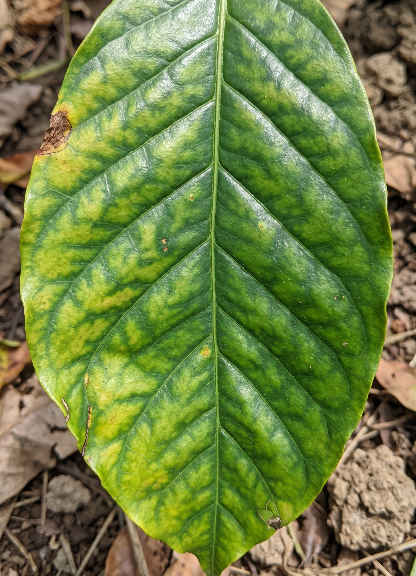 coffee magnesium