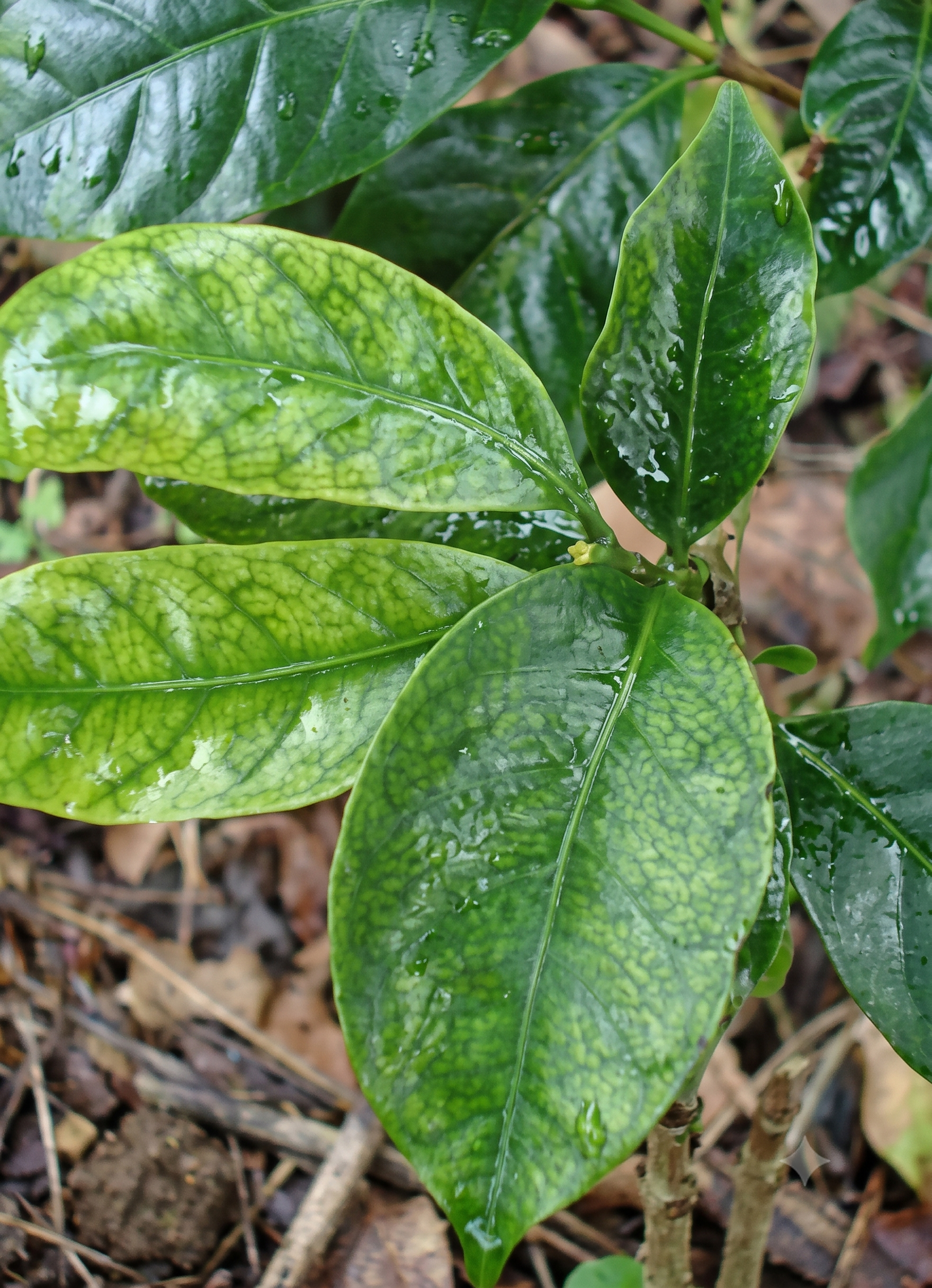 coffee manganese