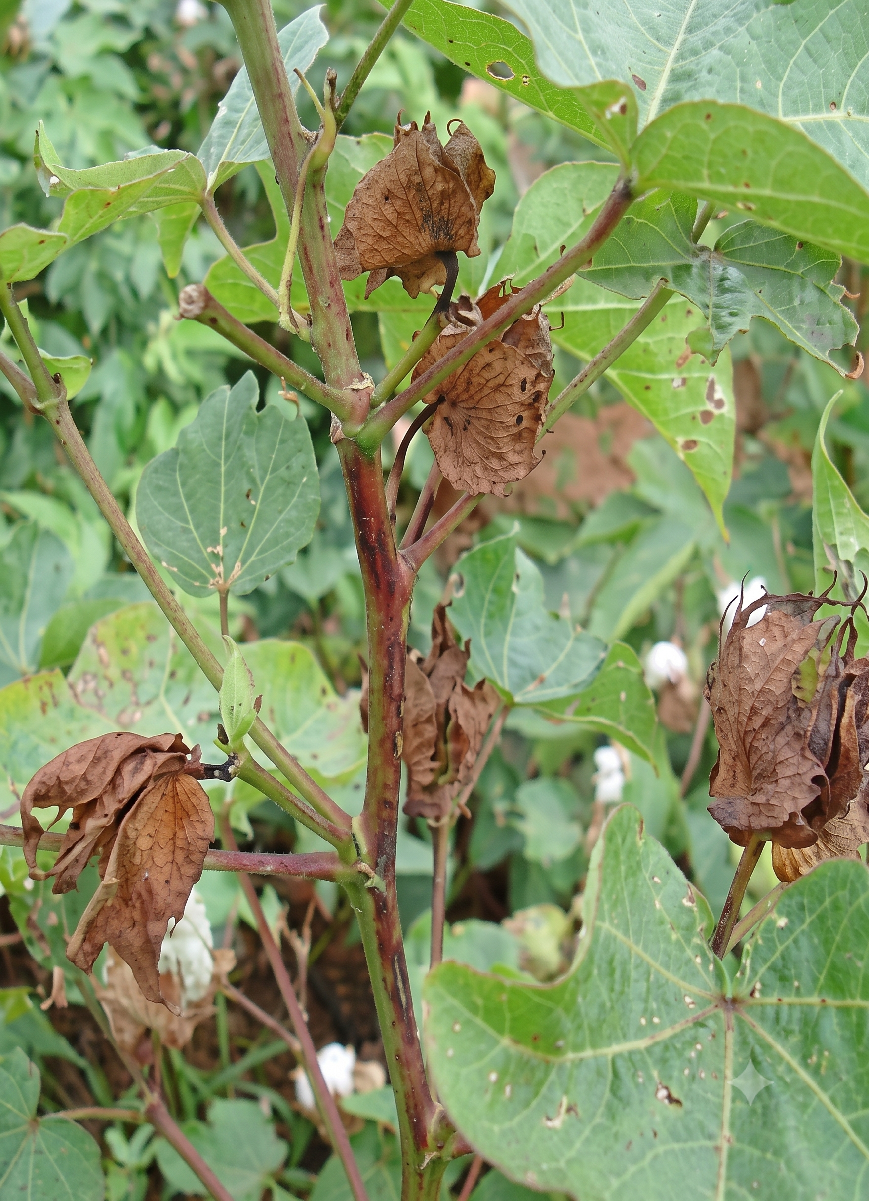 cotton boron