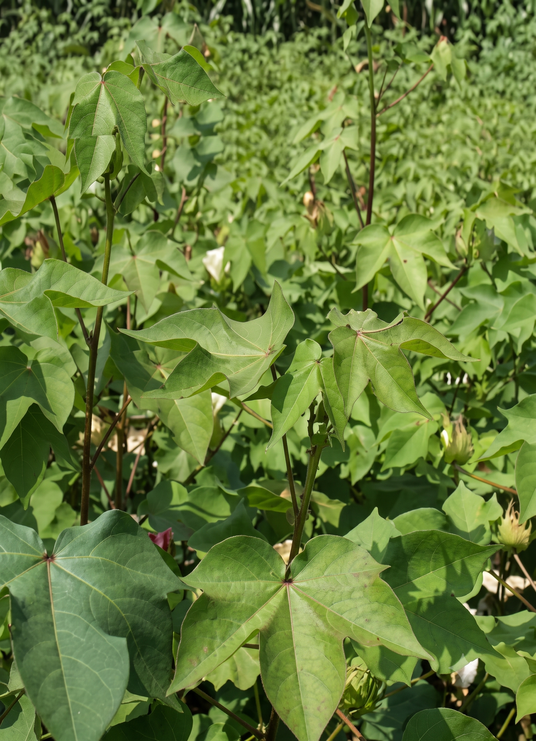 cotton nitrogen