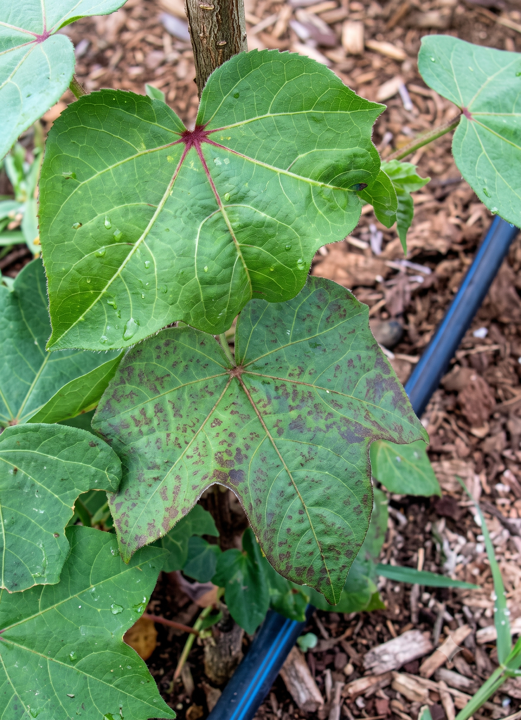 cotton phosporous