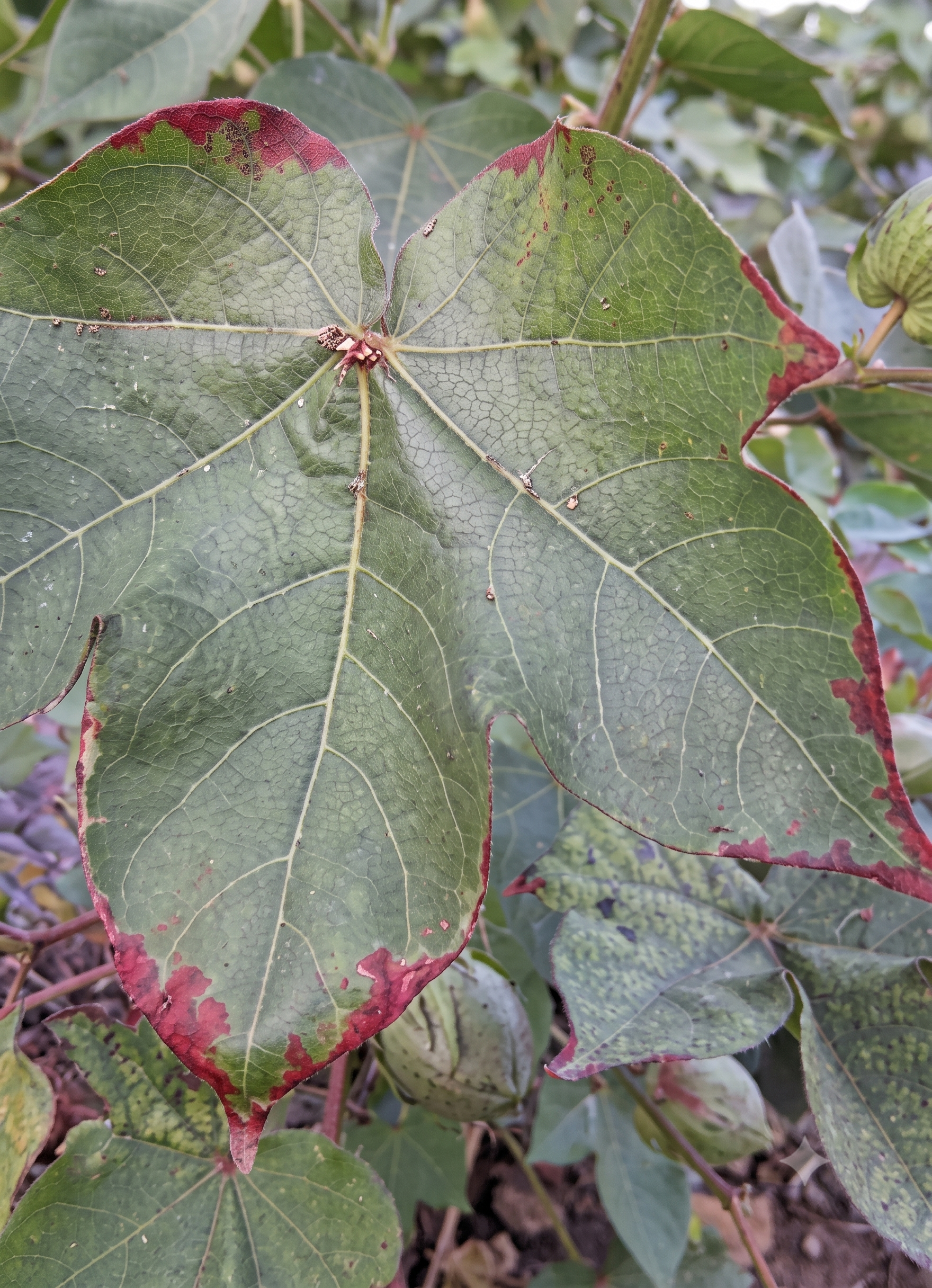 cotton potassium