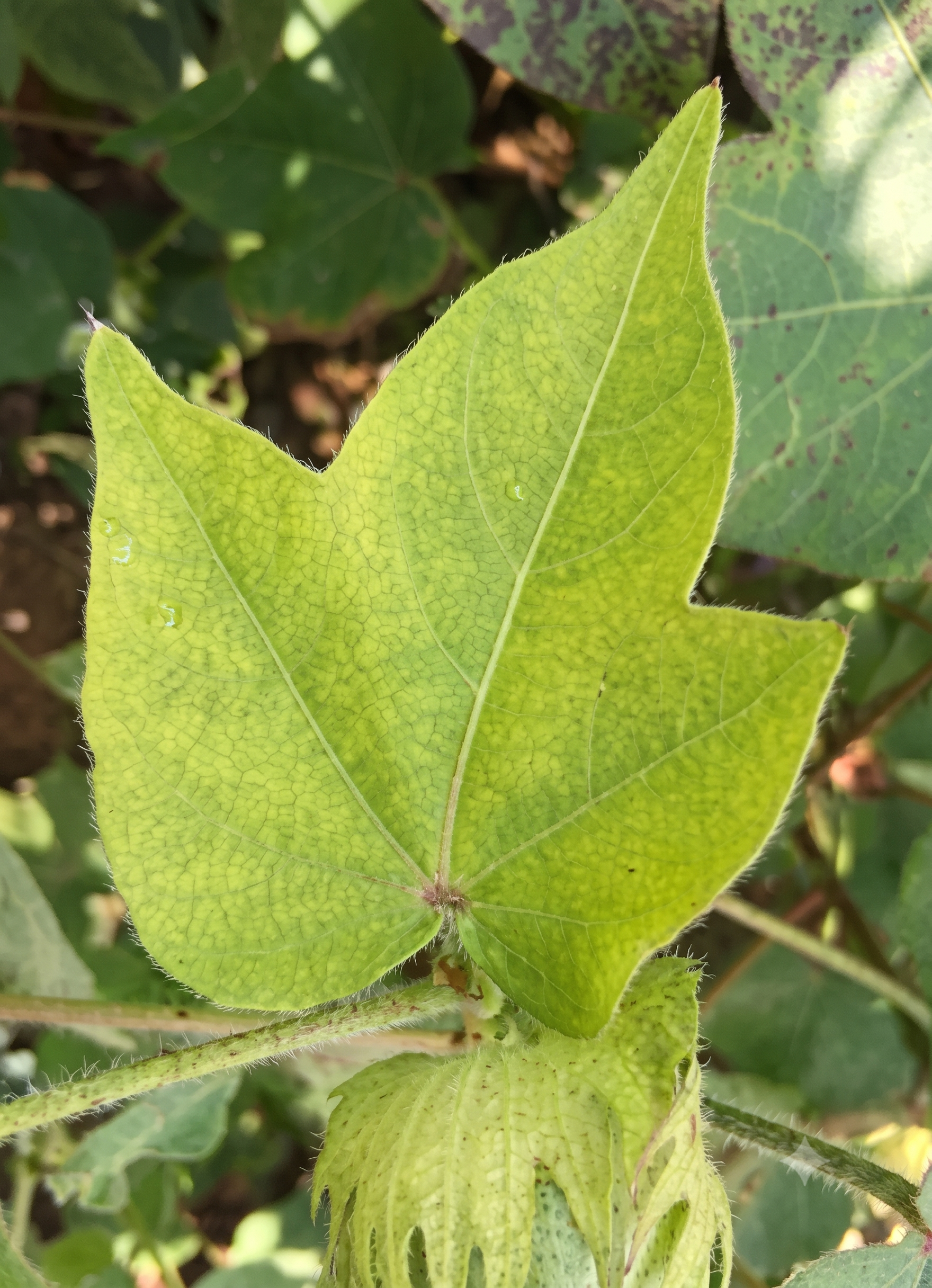 cotton sulphur