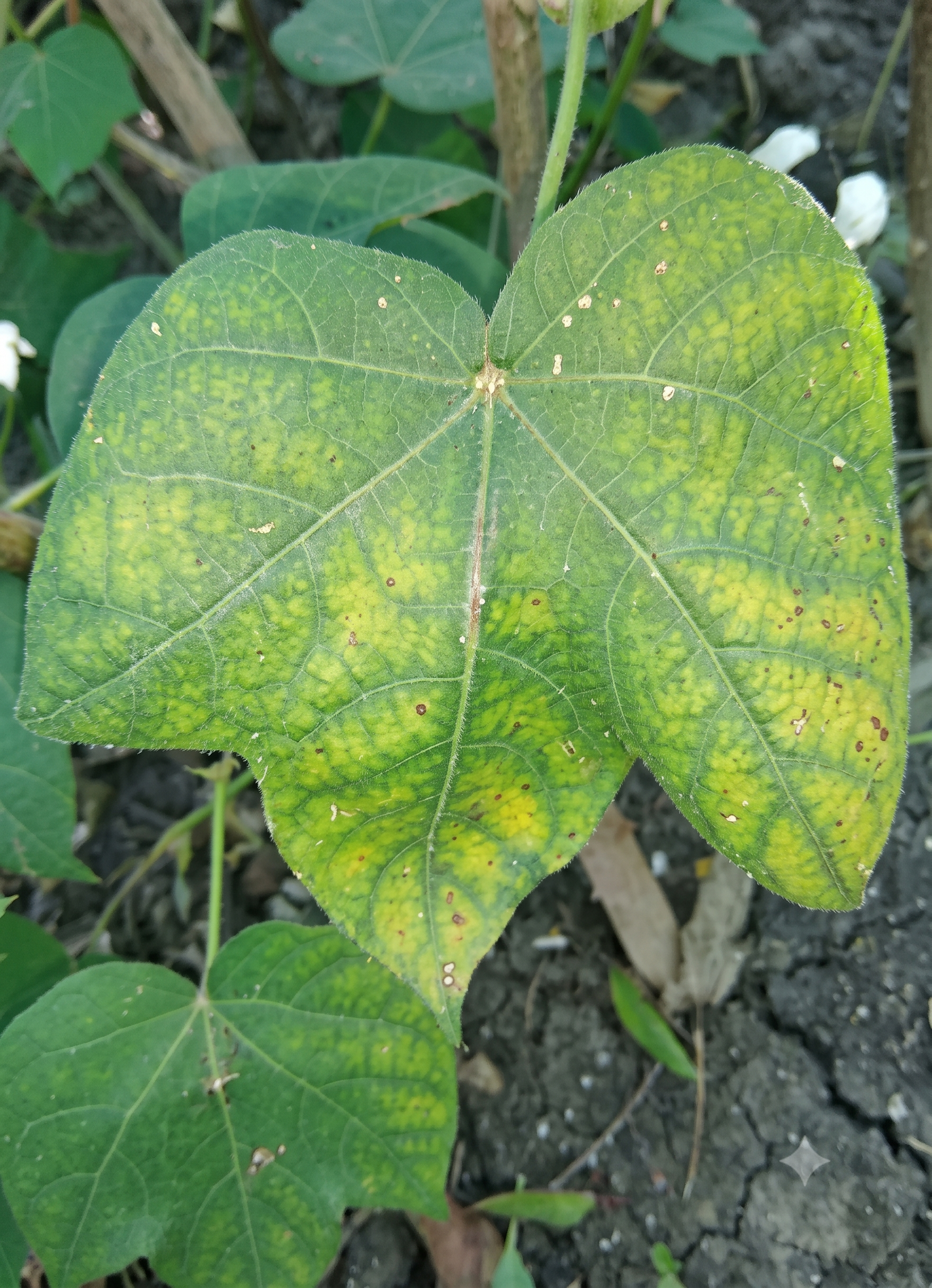 cotton zinc