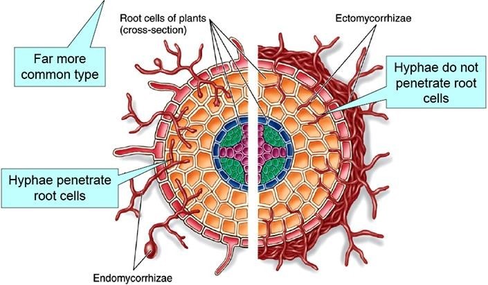 Scientific representation of Endomycorrhizae