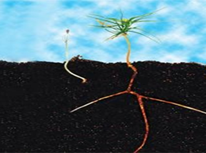 Plant root under the soil