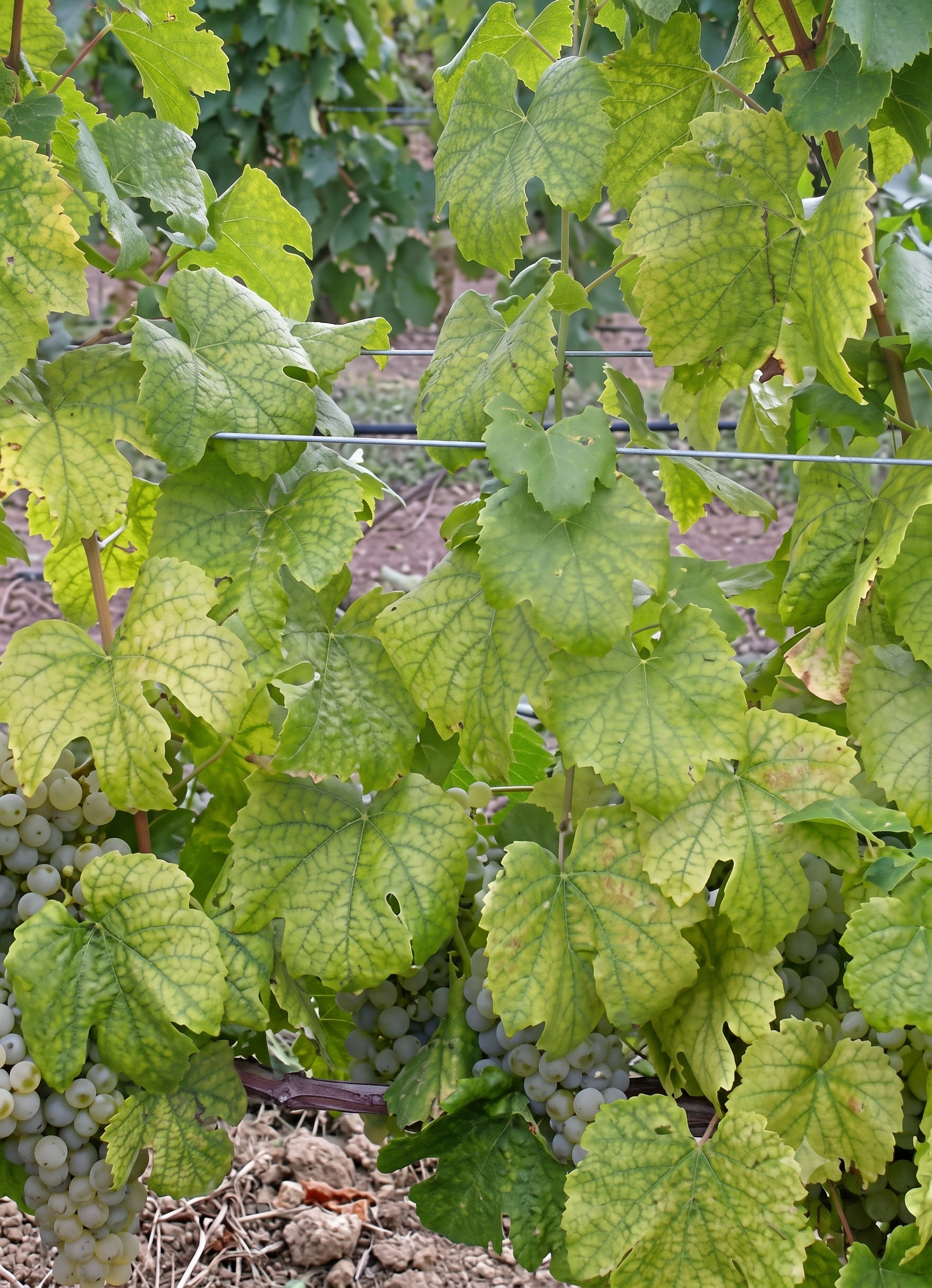 grape nitrogen