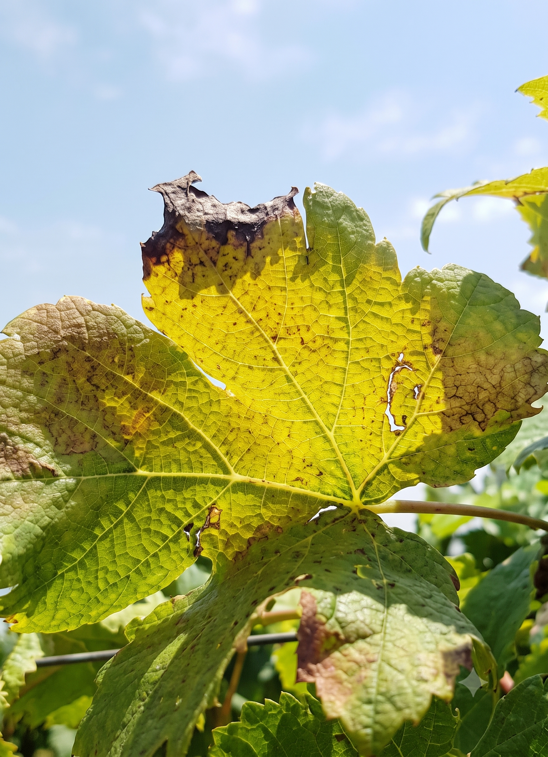 grape phosphorous