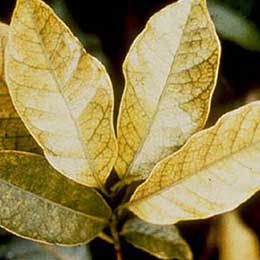 Leaf chlorosis