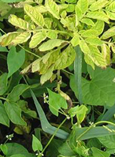 Showing deficiency in potato leaves