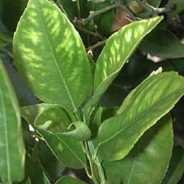 Showing Citrus leaves with Deficiency