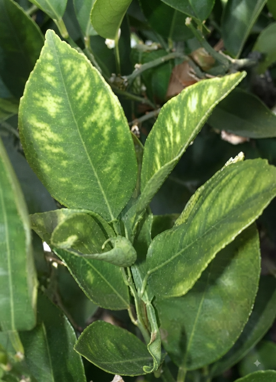 manganese citrus