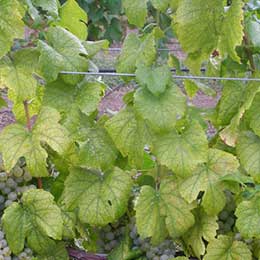 Showing deficiency in Grape Leaves