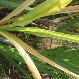 Showing deficiency in sugarcane leaves