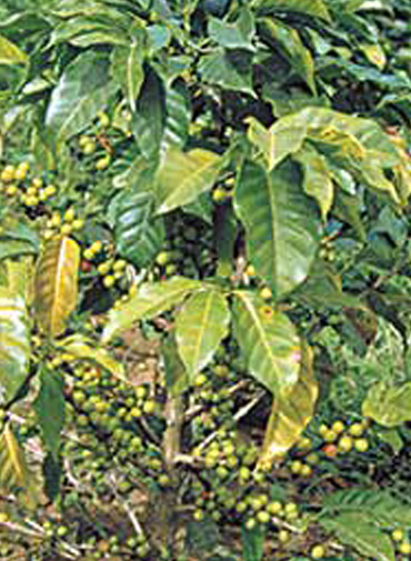 Showing deficiency in Coffee leaves