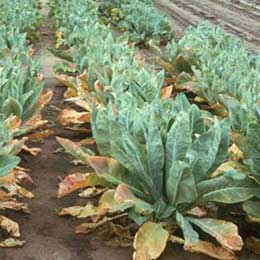Showing cauliflower plantation with deficiency