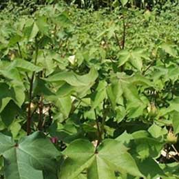 Showing Nitrogen presence in Cotton leaves