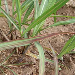 Showing Deficiency in Sugarcane leaves