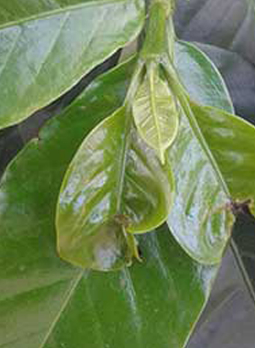 Showing deficieny in Coffee leaves