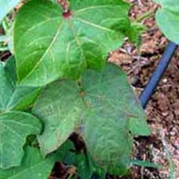 Showing deficiency in Cotton