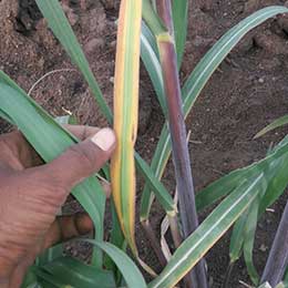Showing Sugarcane leaves with Deficiency
