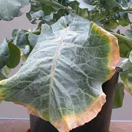 Showing Cauliflower leaves with Deficiency