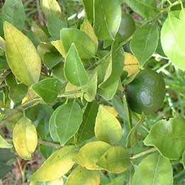 Showing Citrus leaves and fruits with Deficiency