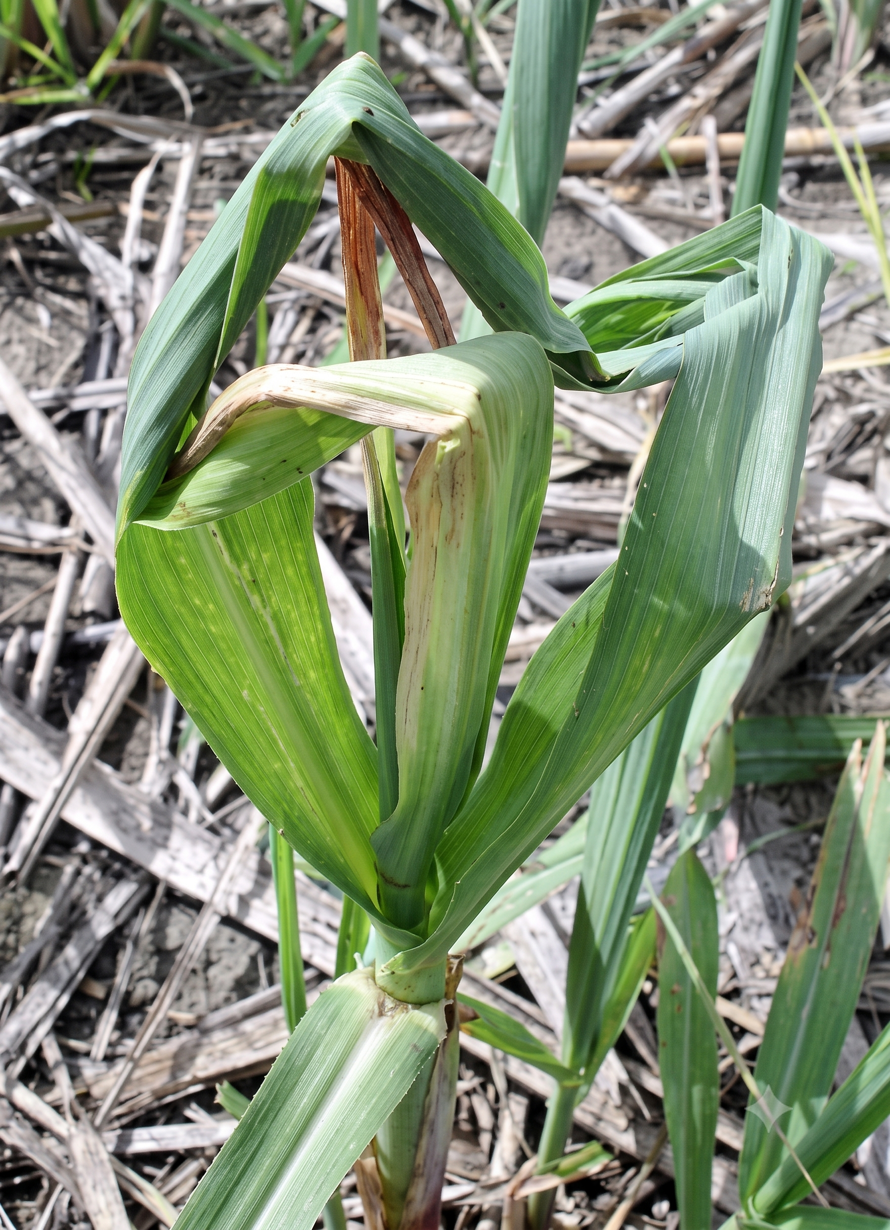 sugarcane calcium